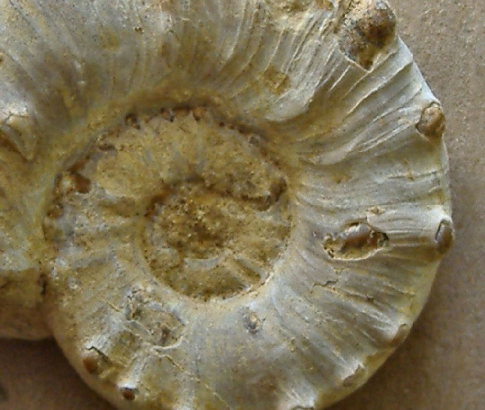 AMMONITE 6